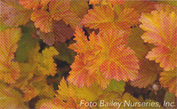 Physocarpus opulifolius Amber Jubilee