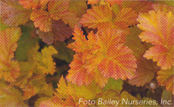Physocarpus opulifolius Amber Jubilee Physocarpus opulifolius Amber Jubilee