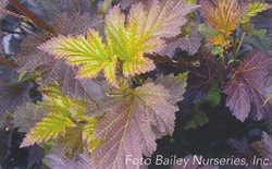 Physocarpus opulifolius Center Glow Physocarpus opulifolius Center Glow