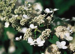 Hydrangea paniculata Compact