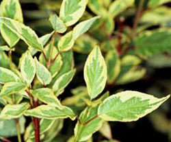 Cornus Alba Cream Cracker