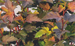 Physocarpus opulifolius Diable D´or® Mindia