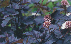 Physocarpus opulifolius Doabolo Physocarpus opulifolius Doabolo