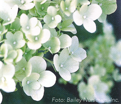 Hydrangea paniculata Limelight