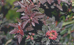 Physocarpus opulifolius Little Devil Donna May Physocarpus opulifolius Little Devil Donna May