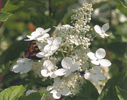 Hydrangea paniculata Mustila Hydrangea paniculata Mustila
