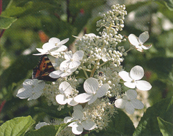 Hydrangea paniculata Mustila