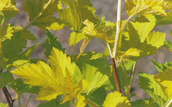 Physocarpus opulifolius Nugget Physocarpus opulifolius Nugget