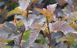 Physocarpus opulifolius Summerwine® Seward Physocarpus opulifolius Summerwine® Seward