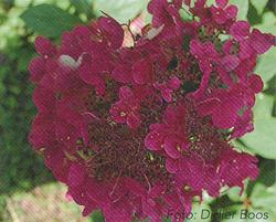 Hydrangea paniculata Wims Red®
