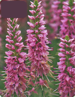 Veronica Spicata Erika Veronica Spicata Erika
