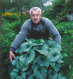 Brunnera Alexsander´s Great Brunnera Alexsander´s Great
