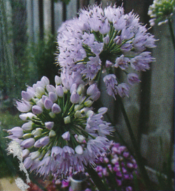 Allium Summer Beauty