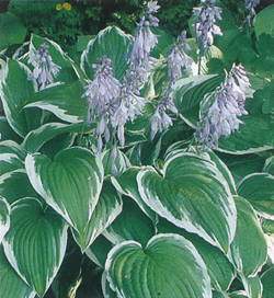 Hosta Antioch