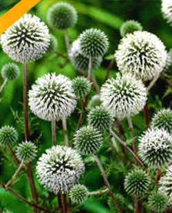 Echinops sphaerocephalus Arctic Glow Echinops sphaerocephalus Arctic Glow