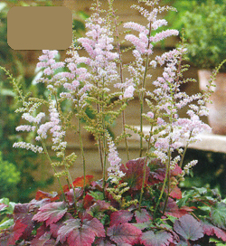 Astilbe Color Flash