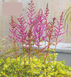 Astilbe Color Flash Lime