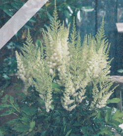 Astilbe Diamonds and Pearls