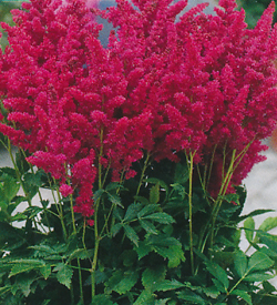 Astilbe Fireberry Astilbe Fireberry