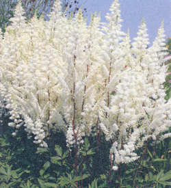 Astilbe Happy Spirit