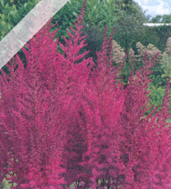 Astilbe Mighty Chocolate Cherry