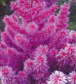 Astilbe Purple Rain