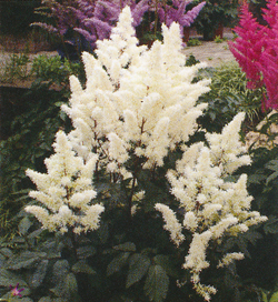Astilbe Rock and Roll Astilbe Rock and Roll