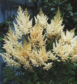 Astilbe Vision in White