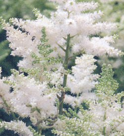Astilbe Younique White Astilbe Younique White