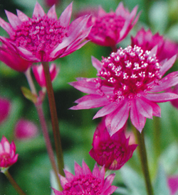 Astrantia Pink Joyce