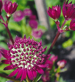 Astrantia Purple Joyce Astrantia Purple Joyce