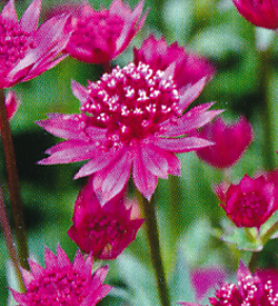 Astrantia Red Joyce Astrantia Red Joyce