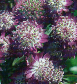 Astrantia Star of Beauty Astrantia Star of Beauty