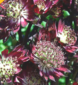Astrantia Star of Summer Astrantia Star of Summer
