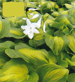 Hosta Avocado Hosta Avocado