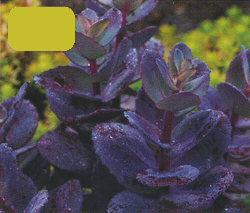 Sedum Blue Pearl Sedum Blue Pearl