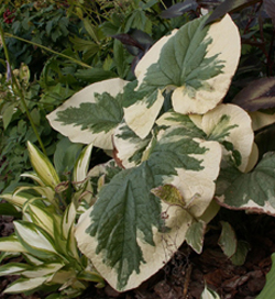 Brunnera macrophylla Kaukasisk förgätmigej