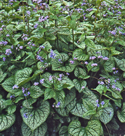 Brunnera macrophylla Jack Frost