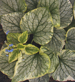 Brunnera macrophylla King´s Ransom