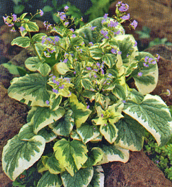 Brunnera macrophylla Variegata Brunnera macrophylla Variegata