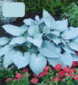Hosta Canadian Blue Hosta Canadian Blue