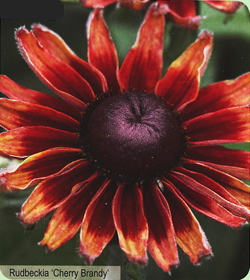 Rudbeckia Cherry Brandy Rudbeckia Cherry Brandy