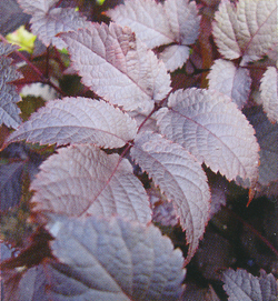 Astilbe Chocolate Shogun