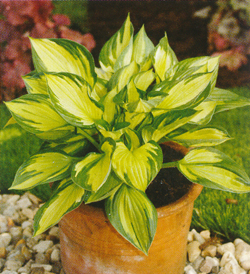 Hosta Colored Hulk