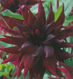 Dahlia Brigitta Alida Dahlia Brigitta Alida