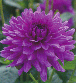 Dahlia Claudette Dahlia Claudette