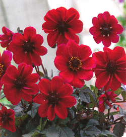 Dahlia Dracula Dahlia Dracula