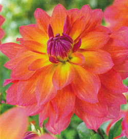 Dahlia Firepot