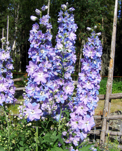 Delphinium Riddarsporre Delphinium Riddarsporre