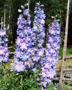 Delphinium Riddarsporre